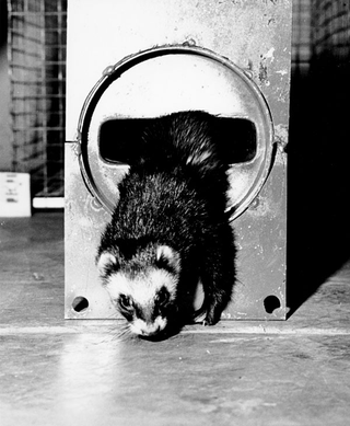 Illustration for article titled A history of working ferrets